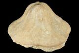 Miocene Fossil Echinoid (Clypeaster) - Taza, Morocco #174368-2